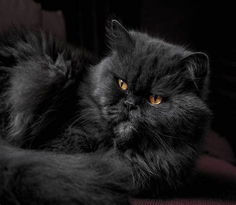 گالری عکس گربه پشمالو؛ زیبا و ملوس برای پروفایل بیا تو صفا