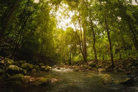 These Rainforests In India Are As Dense As Amazon Lets Trip Desi