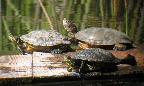 Red Eared Sliders And Western Pond Turtle Flickr Photo Sharing