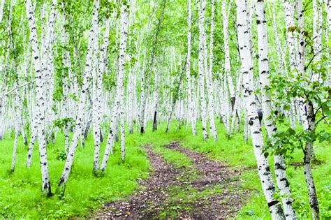 38 Gorgeous Photos The White Birch Forest In Inner
