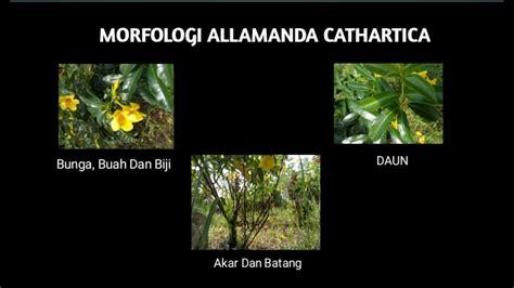 Klasifikasi Dan Morfologi Bunga Allamanda Cathartica L YouTube