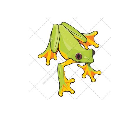 Frog vector pack - various frog illustrations for ...