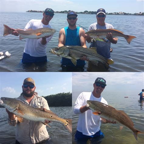 Tampa Bay Inshore Redfish Snook And Trout Slam Fishing Charters St