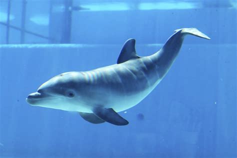 A Baby Dolphin At Siegfried And Roys Secret Garden And Dolphin Habitat