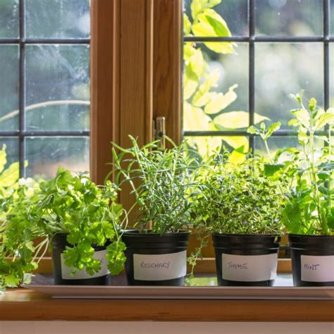 Small Space Indoor Windowsill And Patio Gardening Dobies Blog