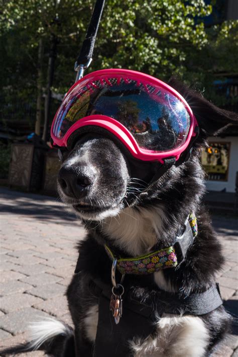 Dog Wearing Goggles Nan Palmero Flickr
