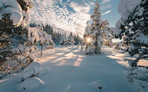 Winter In Norway Forest Snow Rays Bonito Sky Trees Winter