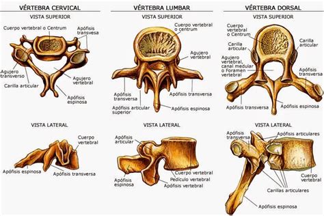 Sistema Músculo Esquelético Las VÉrtebras