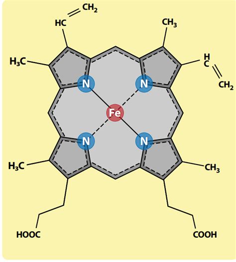 How Cells Handle Heme Vital To Life But Toxic Unless Tightly Controlled