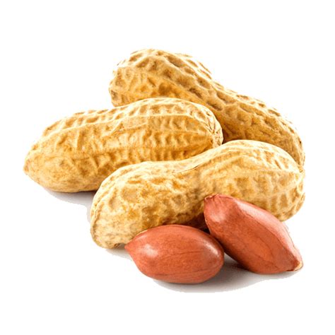 Peanut Close Up Transparent Png Stickpng