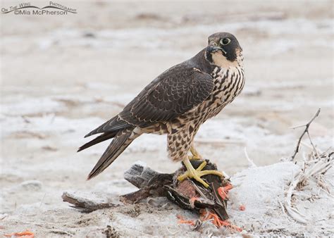 Peregrine Falcon With Prey ~ Low Light On The Wing Photography