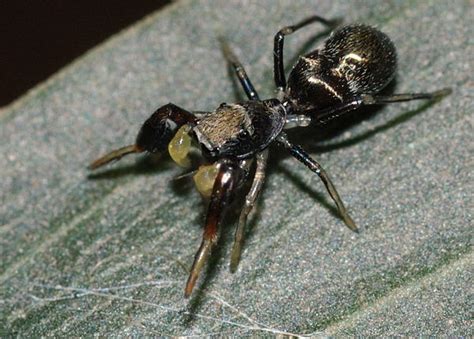 Small Black Ant Mimicking Spider Myrmarachne Sp