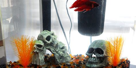 The size you choose could kill your fish. Halloween Themed Betta Tank Inspiration | Bettafish.org
