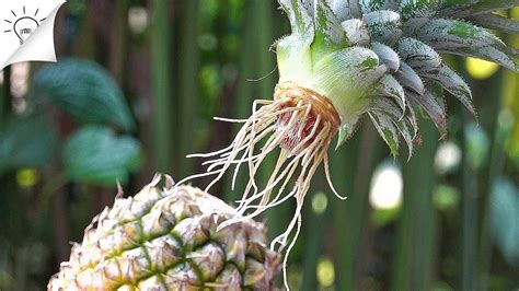 How To Grow Pineapple At Home Thaitrick Youtube