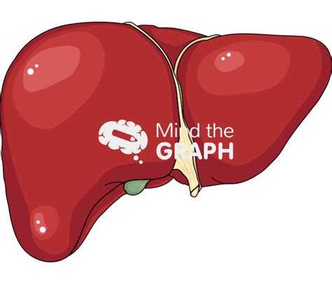 Liver Hepatomegaly