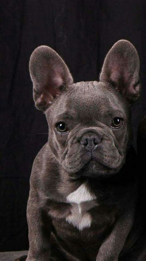 French bulldog puppies are expensive because: Bulldogs are the fourth most popular breed of dogs in ...