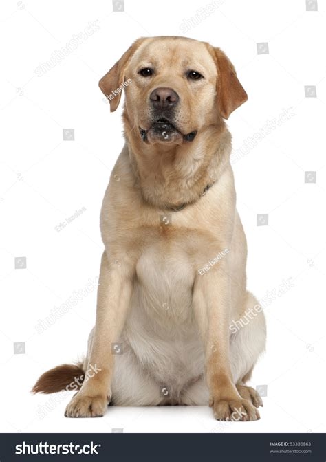 Labrador Retriever 2 Years Old Sitting Stock Photo 53336863 Shutterstock