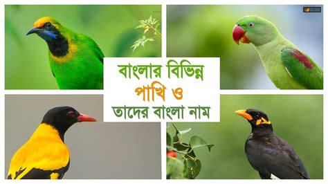 Birds Name And Video Birds Of Bengal পাখির নাম বাংলা ও ইংরেজিতে