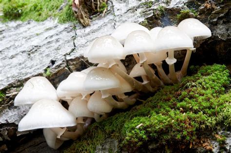 Identifying Edible Mushrooms Sheknows