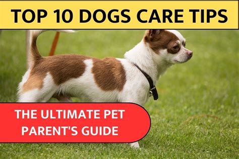 Top 10 Dogs Care Tips The Ultimate Pet Parents Guide The Boardr Am