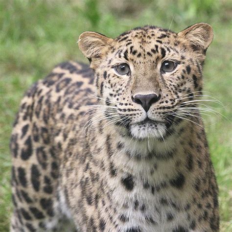 Binghamton Zoo Welcomes New Amur Leopard Named Avanti
