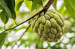 What is Cherimoya and How to Eat It? | Fine Dining Lovers