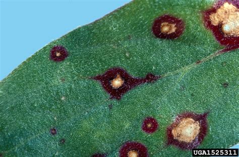 Alternaria Black Molds Stem Cankers Genus Alternaria