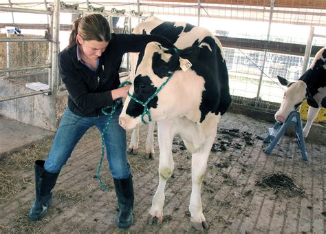 Dairies Pamper Their Cows With Massages Waterbeds Cbs News