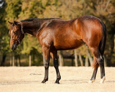 Bay Boon In Style - HOT HOT Cow Horse/Rope Horse Prospect!