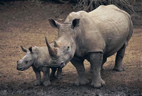 Top 122 Rhinoceros Wild Animals