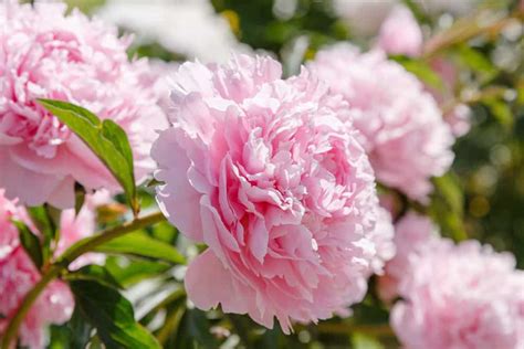 15 Fragrant Flowers For A Sweet Smelling Garden