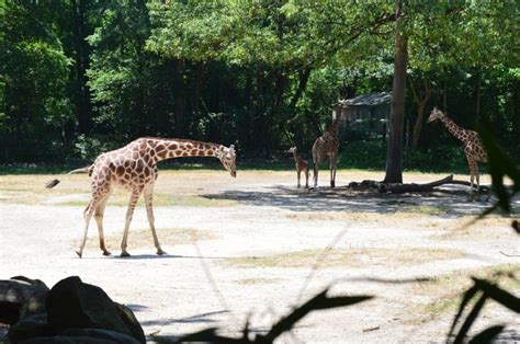 The 15 Largest And Most Beautiful Zoos In The World