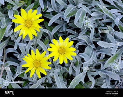 Yellow Treasure Flowers Gazania Rigens Stock Photo Alamy