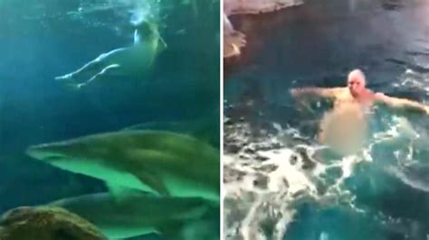 Naked Man Risks His Life To Swim With Sharks At Toronto Aquarium