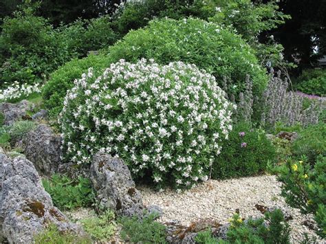 I've been trying with some low hedges in my coastal garden. The long story behind the Eternal Daphne - GardenDrum