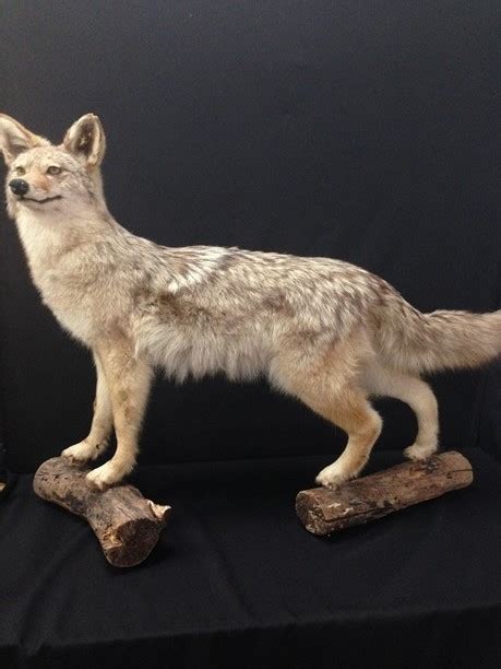 Sold Price Vintage Coyote Taxidermy Full Body Mount