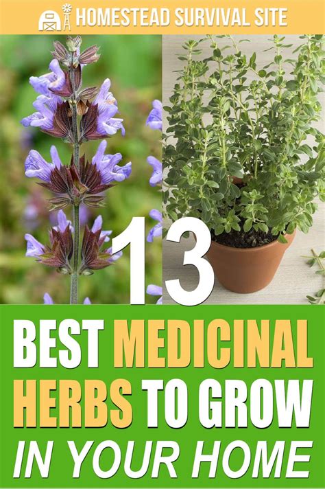 Medicinal Herbs Garden Planting Herbs Perennial Herbs Growing