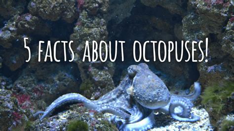5 Fun Facts About Octopuses Animals Of The Pacific Northwest