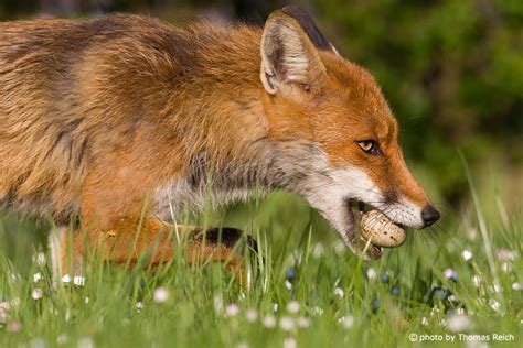 What Do Foxes Eat Pet Fox Diet Included Trust Animal
