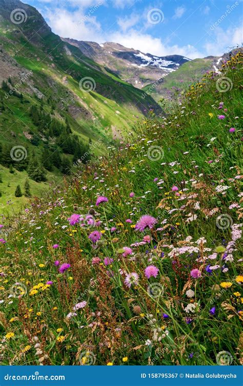 Flowering Alpine Meadow Against Mountains With Snow Patches Stock Image