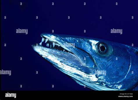 An Close Look At The Sharp Teeth And Shiny Scales Of A Great Barracuda