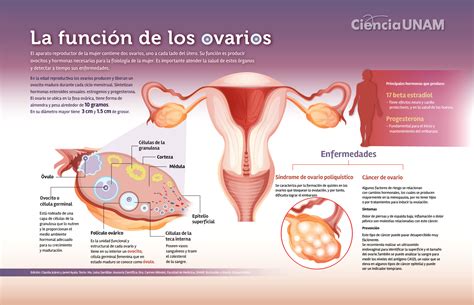 Hormonas Producidas Por Los Ovarios Sistema Endocrino Humano Estr Geno