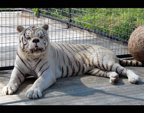 In 2000, kenny the tiger was rescued by the turpentine creek wildlife reserve in eureka springs, arkansas. Kenny, a white tiger described as having Down's Syndrome | Amazing bionic animals | Pictures ...