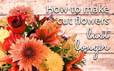 The Definitive Guide To Making Fresh Cut Flowers Last Longer