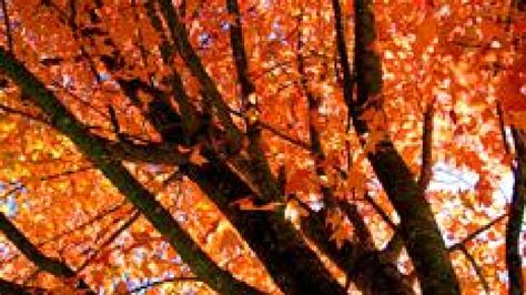Tracking Arkansas Fall Foliage Katv