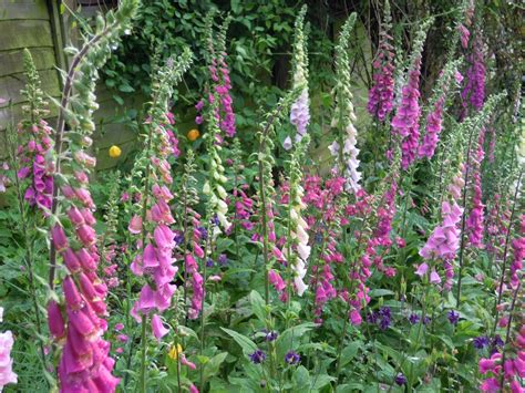 Floral creatives + designers of couture events and weddings in victoria bc + beyond. Poisonous Plants to Watch Out for in the Garden