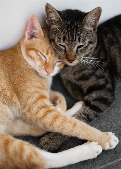 This picture symbolizes perseverance in the pursuit of a genuinely bad idea, which is essentially the entire 97. two friends of a cat lie together and have a rest. Cute ...