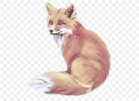 Fox Red Fox Whiskers Drawing Swift Fox Png 531x600px Fox Drawing