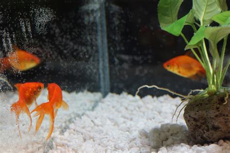 Caring For Your Goldfish In A Fish Bowl Without An Air Pump Pethelpful