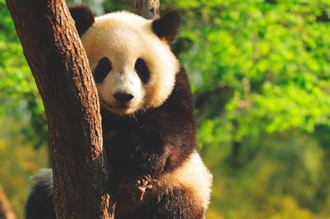 Los Osos Panda Características Del Oso Panda